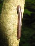 A giant millipede