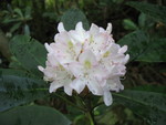 Another rhododendron cluster