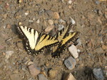 Zoomed in on a few of them