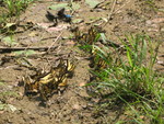June 22: Another gorgeous cluster of butterflies, this time with some pipevine swallowtails too