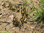 Closeup of part of the cluster