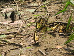 Another butterfly pic
