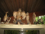 Connor was impressed with this bird display