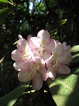 Gorgeous rhododendron pic