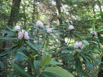 One last rhododendron pic