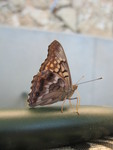 Another pic of the butterfly