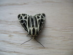 Interesting moth