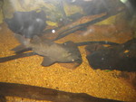 Asian upside-down catfish. This was just too weird not to take a picture of.  It habitually swims upside down.