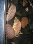 Isopods in the tank