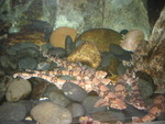 Chainlink dogfish sharks