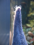 Detail of a starfish on the glass