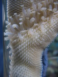Underside of the starfish