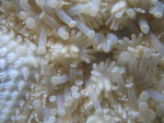 Starfish's mouth