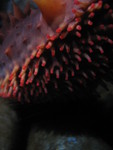 Detail of a sea cucumber