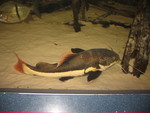 This one is named, appropriately enough, a red-tailed catfish. We hadn't seen it there before.