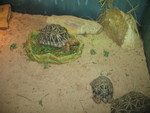 The kids liked this turtle climbing around in his lunch