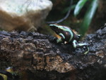 Another sort of poison dart frog