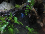 These are my favorites -- the bright blue ones