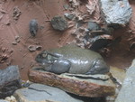 Colorado River Toad