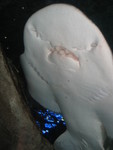 Underside of one of the shark rays