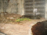 Burmese python
