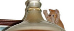 This pic has nothing whatsoever to do with our house or even our own cats.  We just found it and thought it was cute! (It's a kitten with a carboy of mead, for those not familiar with Don's mead.)