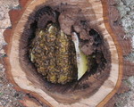 Zoomed in on the bees