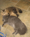 June 21: Ringo and Ninwa, best buddies