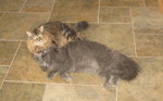 Ringo and Ninwa