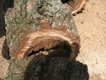 Ooops.  This tree we just cut down had bees in it.  (We think they may be Don's escaped bees from April, actually.  They're definitely domesticated, and the bees that used to live in the tree had disappeared 2 years ago.)