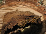 Bee log