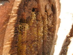 One last beehive pic