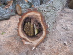 Bees and comb in the log