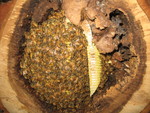 It's almost a solid mass of bees