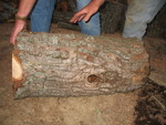 The log, cut down to just the height of the hive inside