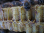 We had a great many cells of young bees -- it's definitely a healthy hive