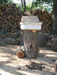 June 9: The log hive by daylight