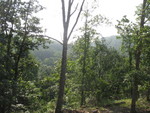 Current view looking east off of the east deck. The big tree right in the middle is dead and will be coming down as soon as the chainsaw is fixed