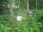 The beehive down by the meadow, now with a new super added