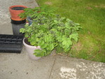 Don's special blue potato plant