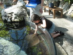 One last stingray feeding pic