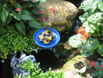 Butterflies on the fruit dish