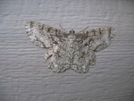 IMG 9011