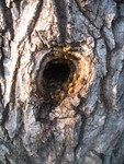 Bees around the natural entrance