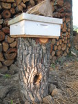 The log hive. The bees are doing great