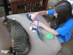 Mittens staying close while Kailyn works on her ears