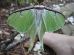 moth10small