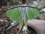 moth11small