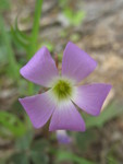 Wood sorrel