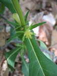Mystery flower